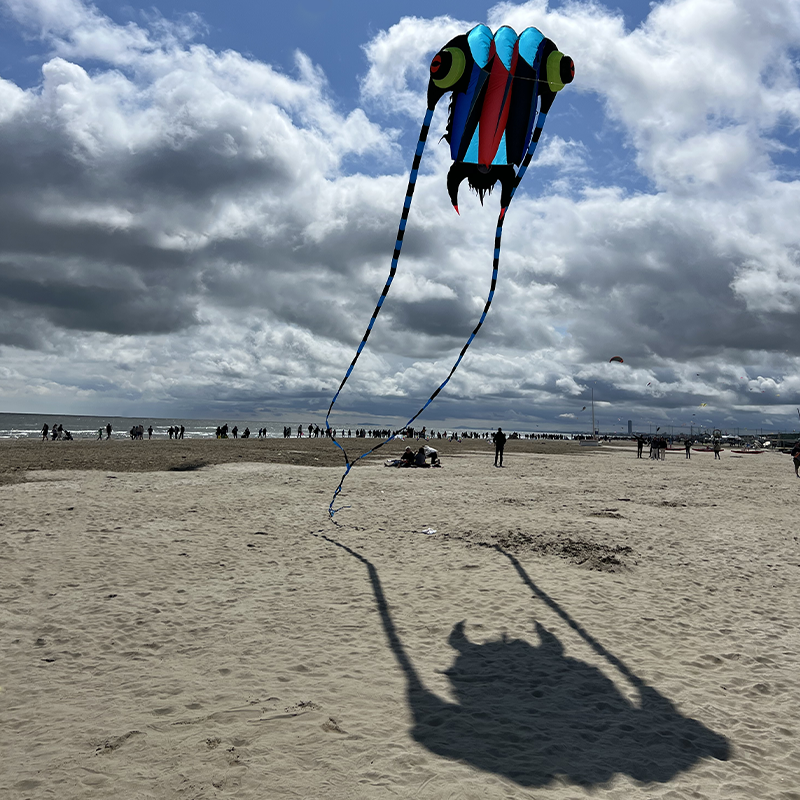 Sárkány – 3D Trilobita – 7 m²